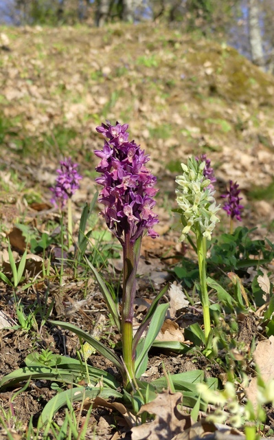 Dactylorhiza romana in una splendida variabilit - provincia di Caserta marzo 2019